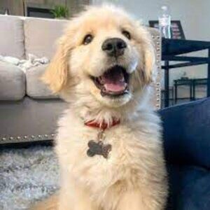 Meet your Posher, Rika